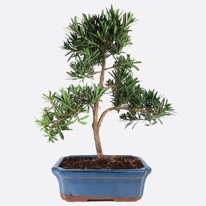 Actual product image Bonsai.ch Podocarpus Steineibe ca cm (23 cm)