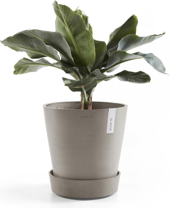 Immagine prodotto Ecopots Piattino su ruote