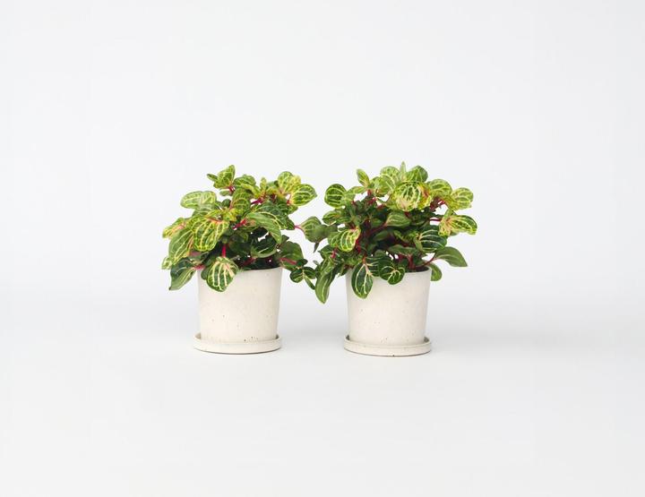 Immagine prodotto Plant in a Box Iresine Herbstii (20 cm)