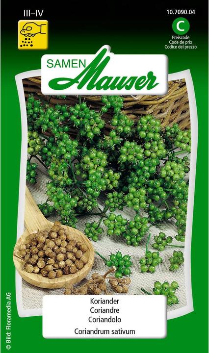Samen Mauser Coriandre (Graines d'herbes aromatiques)