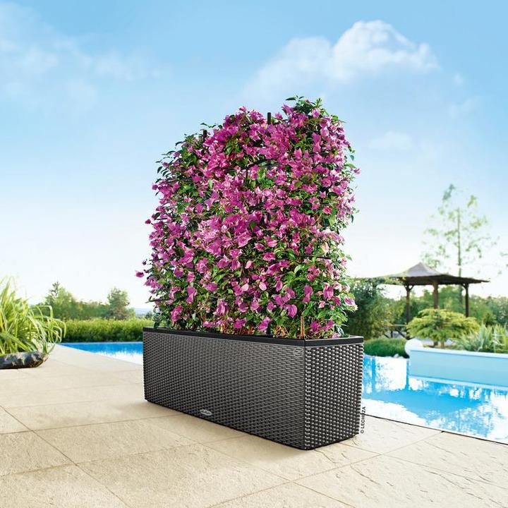 Produktbild Lechuza Trio Cottage (32 cm)