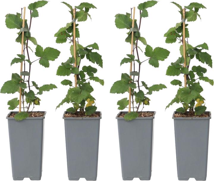 Immagine prodotto Plant in a Box Ribes rubrum Jonkheer van Tets - set di 4 ribes (50 cm)