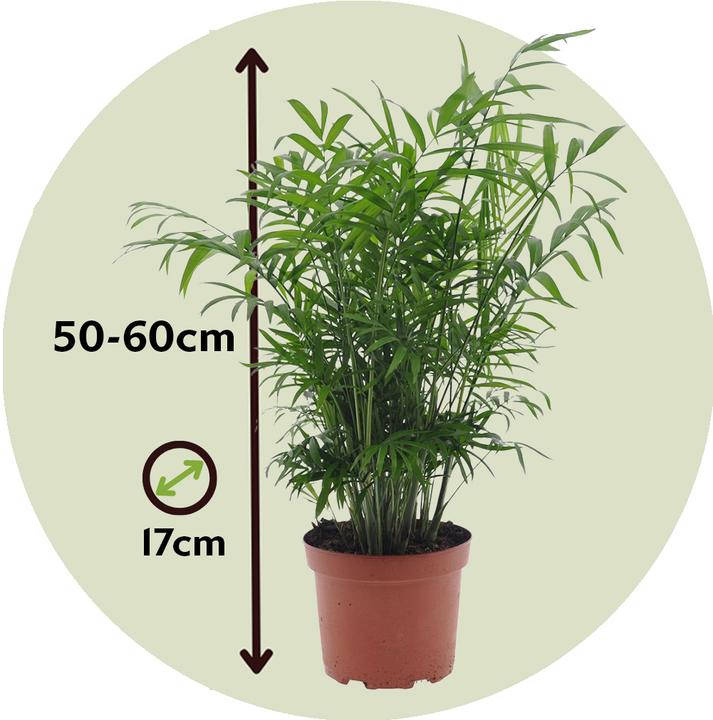 Immagine prodotto Plant in a Box Chamaedorea elegans - Palma di montagna (50 cm)