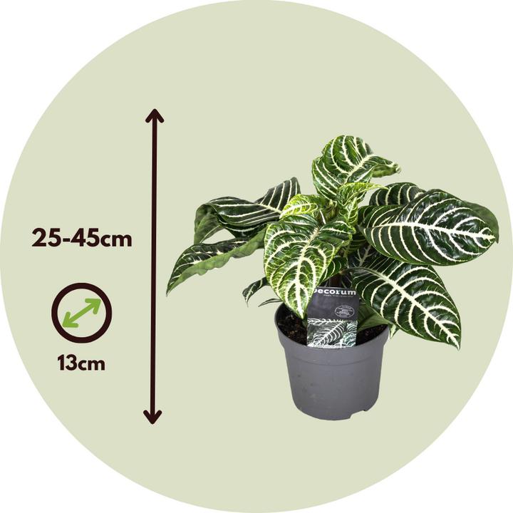 Immagine prodotto Plant in a Box Aphelandra squarrosa Botanica - Set di 2 alghe zebrate (25 cm)