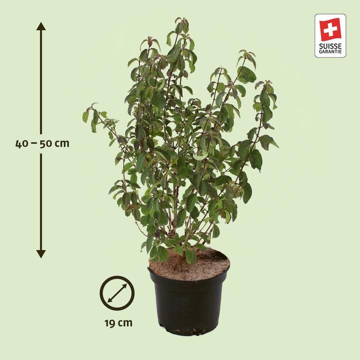 Produktbild Zulauf Rote Heckenkirsche / Lonicera xylosteum (50 cm)