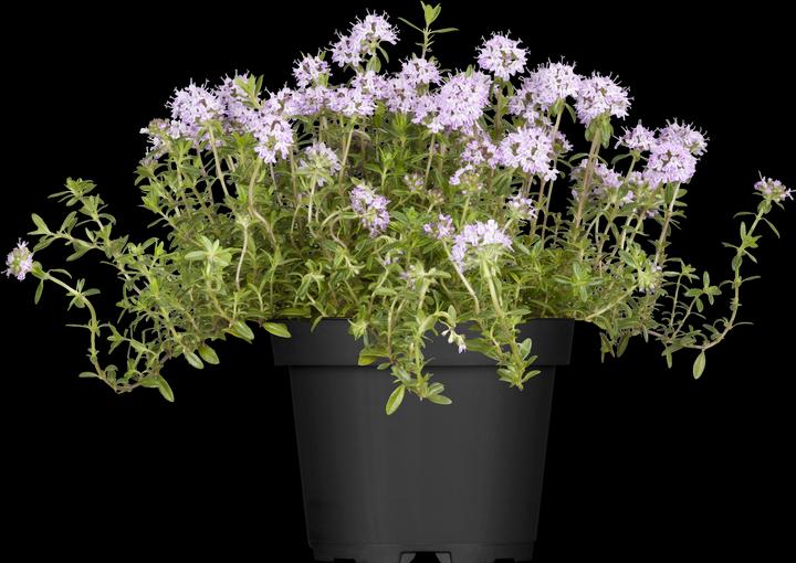 Romarin de jardin en forme de tapis