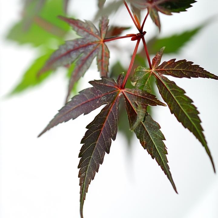 Immagine prodotto Plant in a Box Acer palmatum 'Starfish' - Acero (60 cm)