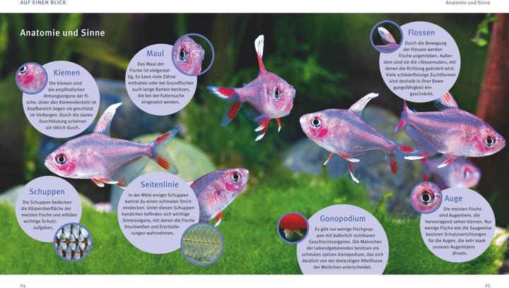 Produktbild Aquarien - Spass für Kinder (Aquarium Pflanzenpflege)