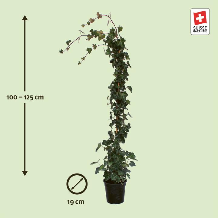 Produktbild Zulauf Grossblättriger Efeu / Hedera hibernica (125 cm)