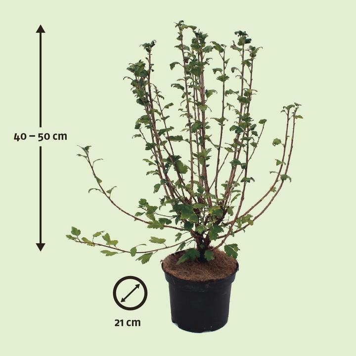 Actual product image Zulauf Alpine Current (50 cm)