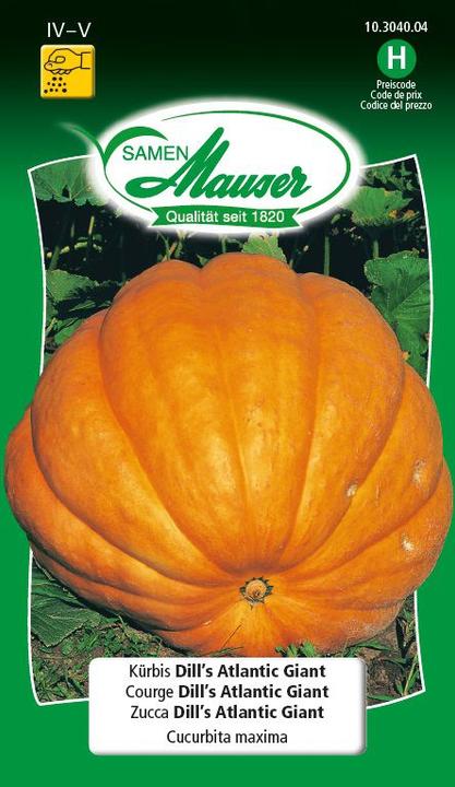 Le géant de l'Atlantique de Pumpkin Dill (Graines de légumes)
