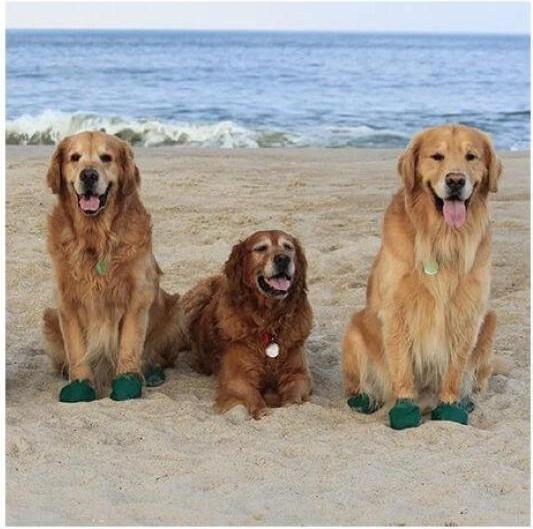 Produktbild Pawz Pfotenschutz (XL, Hundeschuhe)