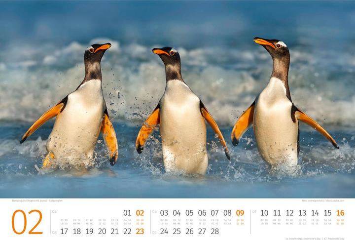 Pinguine Kalender 2025 (45 x 33 cm, Kein Einband, Deutsch, Englisch, Italienisch, Französisch)