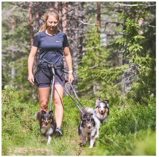 Immagine prodotto Non-Stop Dogwear Imbracatura di linea 5.0 Arancione 8 (8, Cane, Generale)