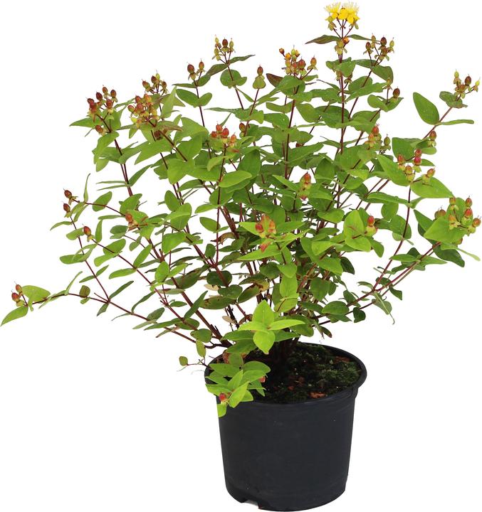 Actual product image Zulauf St John's Wort (30 cm)