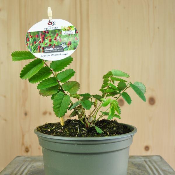 Actual product image Säntispracht Set of 4, The native meadow knob - Sanguisorba officinalis (100 cm)