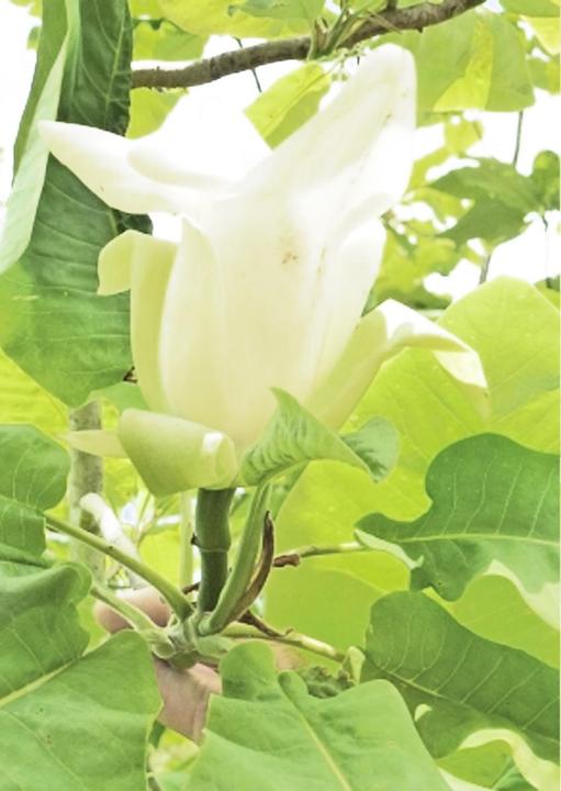 Image du produit Tropica Le triptyque nord-américain. Magnolia tripetala (Magnolia tripetala) (Graines de plantes)