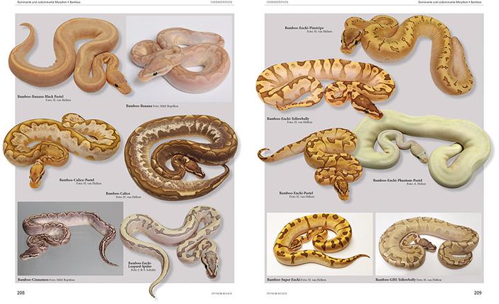 Image du produit python regius (Allemand, Stefan Broghammer, 2025)