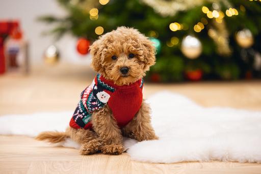 Immagine prodotto Beeztees Buon Natale (M, Maglione per cani)
