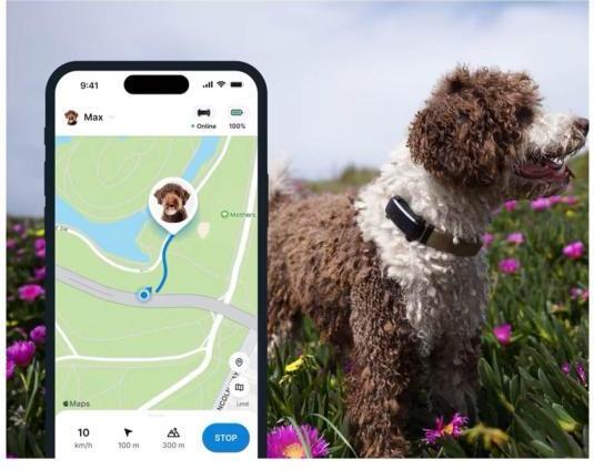 Produktbild Tractive GPS Tracker Dog 6 (Hund, Spazieren)