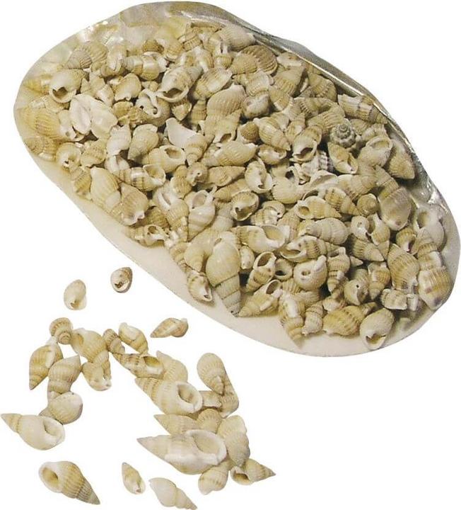 Rayher Coquillages Posthorn