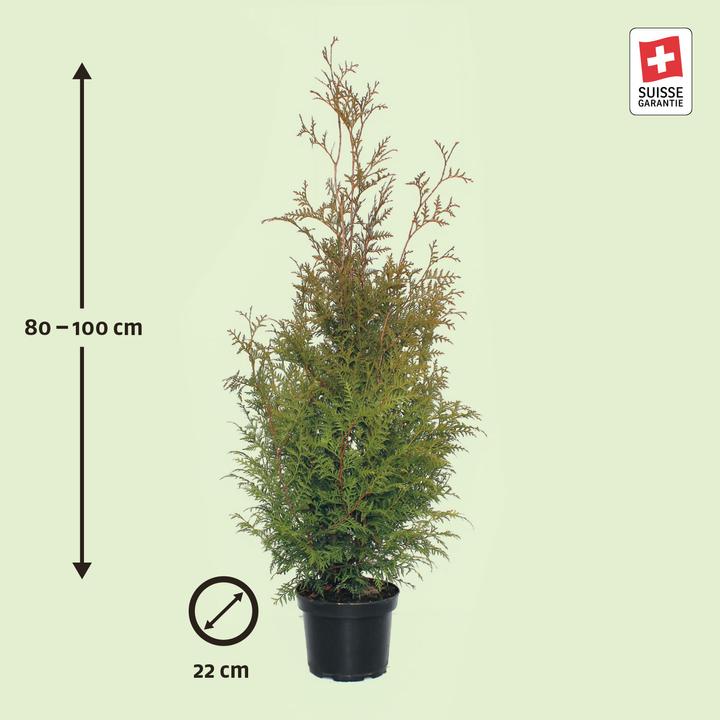 Immagine prodotto Zulauf Thuja / Thuja occ. 'Brabant' (100 cm)
