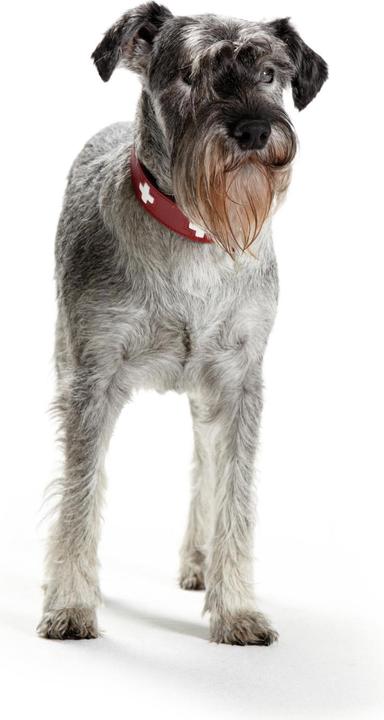 Image du produit Hunter Suisse (Chien, Sport canin)
