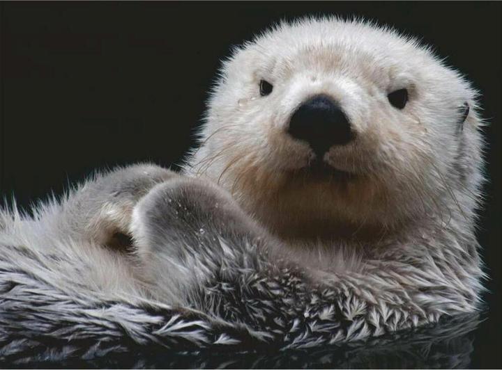 Image du produit Ravensburger Mignonne petite loutre (500 pièces)