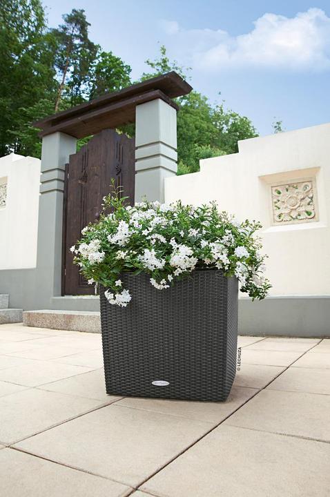 Actual product image Lechuza Cube Cottage (40 cm)
