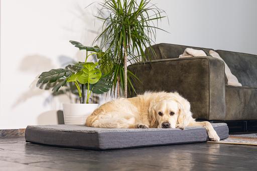 Immagine prodotto Beeztees Zira (Cane)