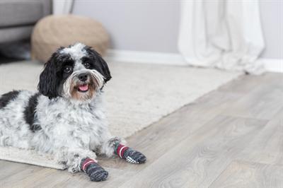 Actual product image Trixie Dog socks (M, L, Dog socks)