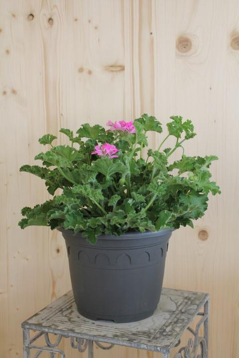 Säntispracht Le géranium odorant aux arômes essentiels - Pelargonium hybrida (60 cm)