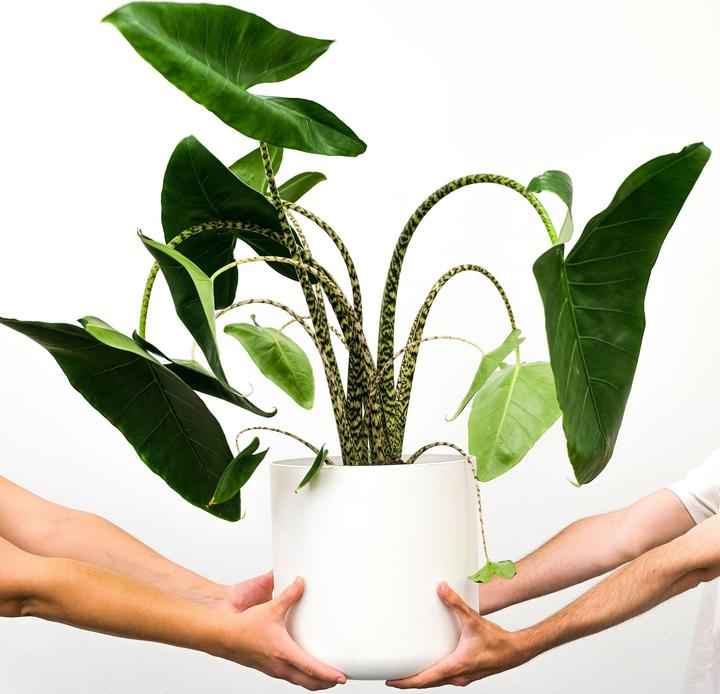 Immagine prodotto Plant in a Box Alocasia zebrina - Alocasia (150 cm)