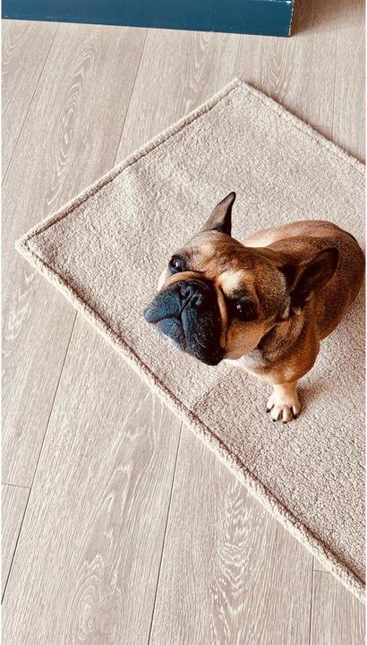 Actual product image Laboni Couverture Teddy S (Dog)