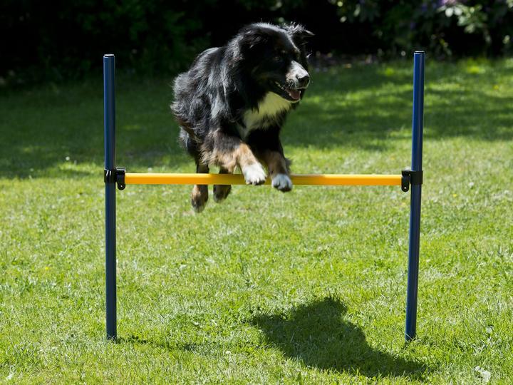 Actual product image Petcenter Agility starter set 1 tunnel 60x152 cm, 4 slalom poles, 1 jump, 1 boxing band (One size, Agility)