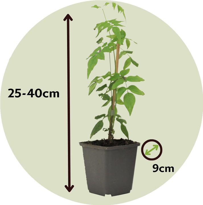 Actual product image Plant in a Box Trachelospermum jasminoides 'Officinale' - Set of 3 Jasmine (25 cm)