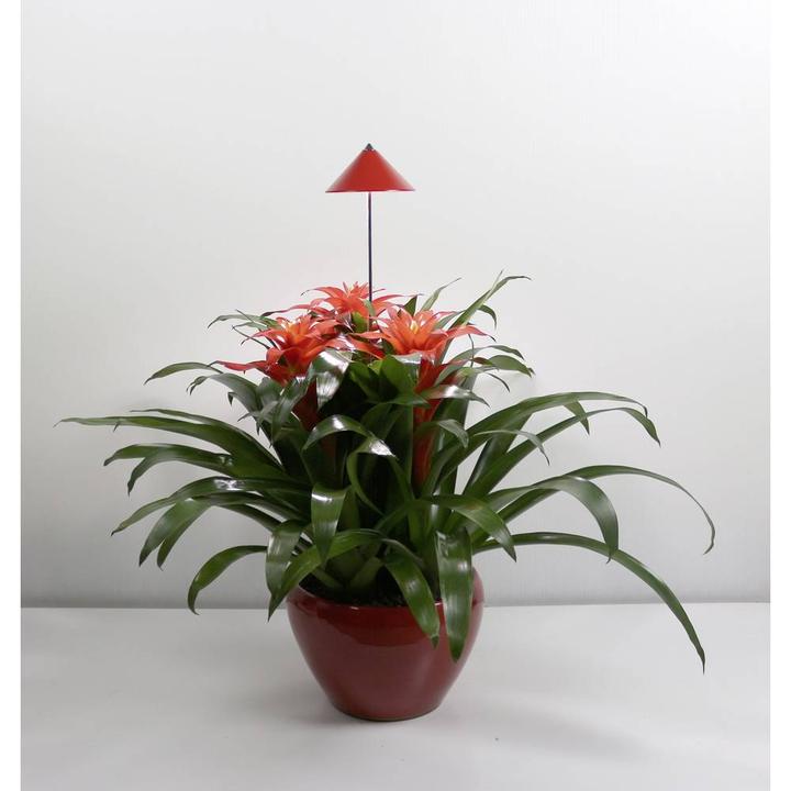 Actual product image Colibri Sunlite (LED, 230 V)