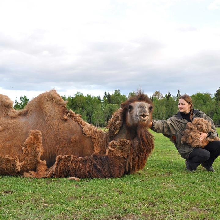 Actual product image Erzstef Dubai Camel Hair Duvet (1240 g, 160 x 210 cm)