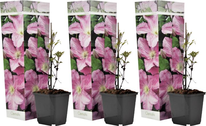 Actual product image Plant in a Box Clematis 'Hagley Hybrid' - Set of 3 clematis (25 cm)