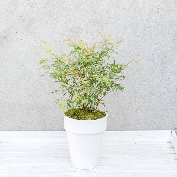 Produktbild Plant in a Box Acer palmatum 'Butterfly' - Ahorn Baum (25 cm)