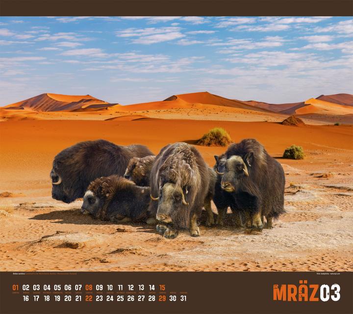 Immagine prodotto Verrückte Welt Kalender 2026 (54 x 48 cm, Copertina rigida, Tedesco)