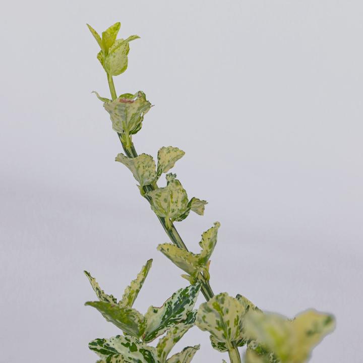 Image du produit Plant in a Box Euonymus Harlequin - Set de 4 plantes de jardin (20 cm)