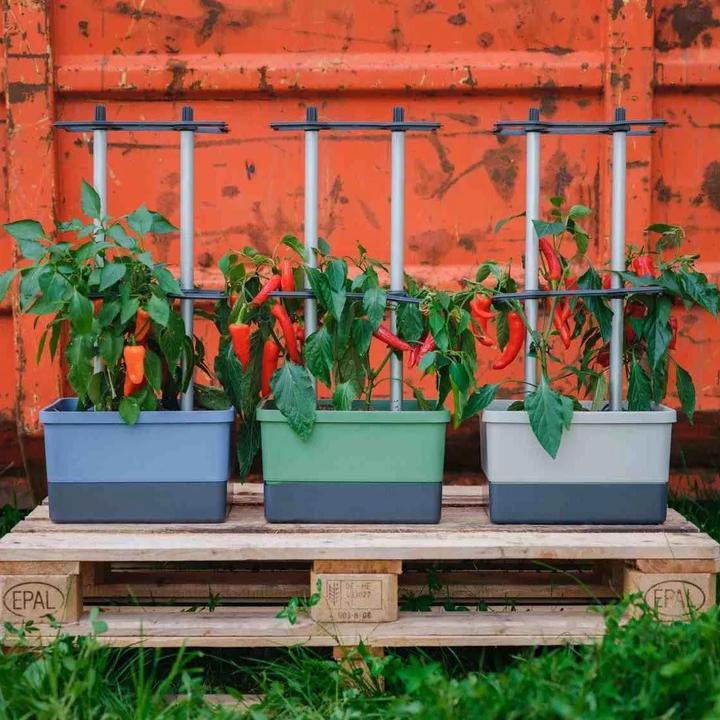 Immagine prodotto Gusta Garden Charly Chili (35 cm)