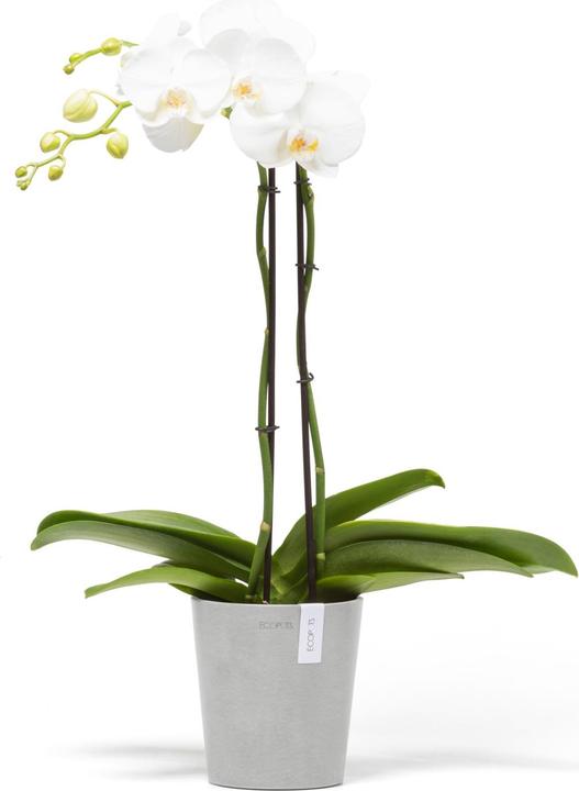 Actual product image Ecopots Morinda (14 cm)