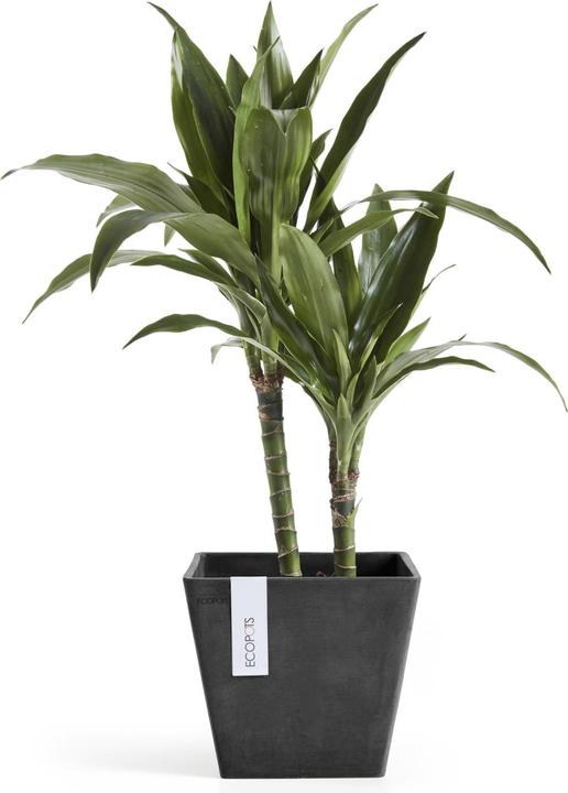 Immagine prodotto Ecopots Rotterdam (20 cm)