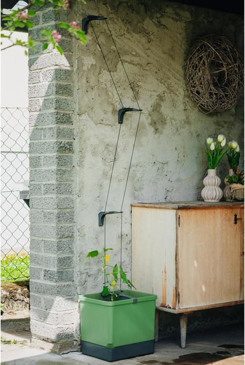 Produktbild Gusta Garden Curt Cucumber (33.50 cm)