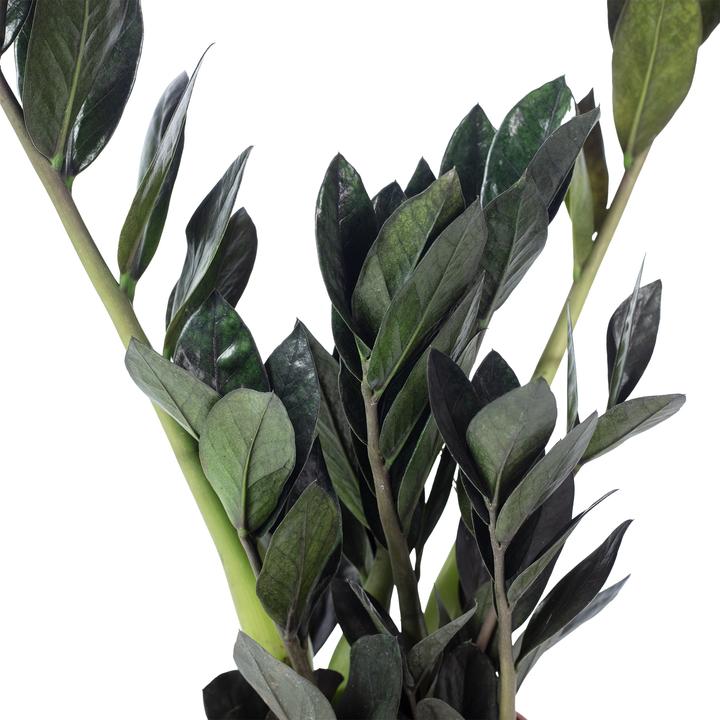 Produktbild Flowerbox Glücksfeder "Raven"- schwarze Zamioculcas zamiifolia (35 cm)