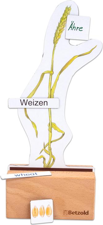 Produktbild Betzold Sparset Getreide bestimmen (Deutsch, Französisch, Englisch)