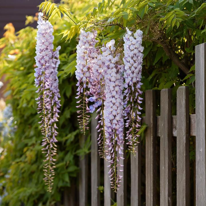 Produktbild Plant in a Box Wisteria sinensis - 6er Set Blauregen (25 cm)