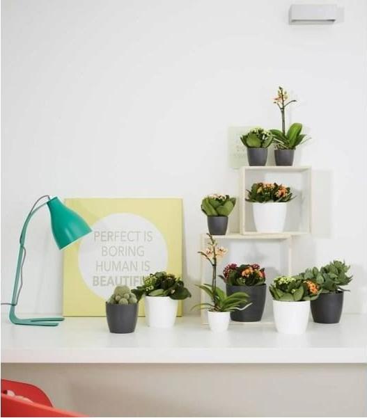 Immagine prodotto Elho Brussels (6.70 cm)